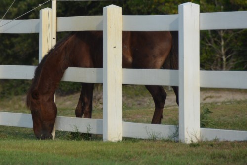 grass is greener 8-22-2015 6-33-11 PM