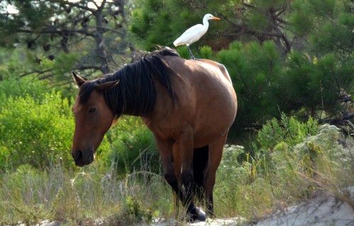 horse and egret 8-22-2015 5-48-53 PM
