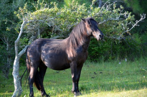 horse and tree 8-10-2015 8-12-41 AM