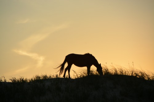 horse silhouette 8-22-2015 7-24-20 PM