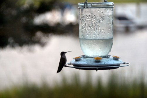 hummie 8-13-2015 7-56-05 PM