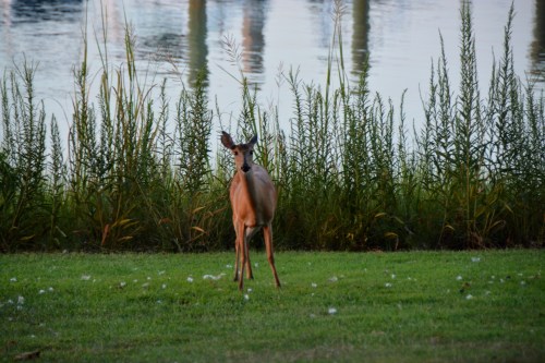 lookin at me 8-16-2015 7-49-03 PM
