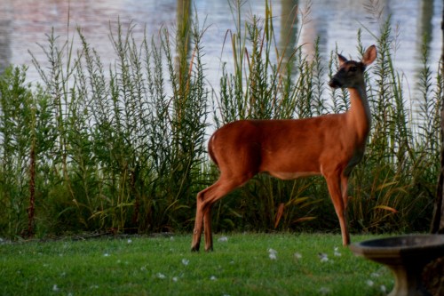 mama deer 8-16-2015 7-48-47 PM