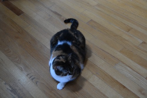 sundae 5-10-2015 10-28-52 AM