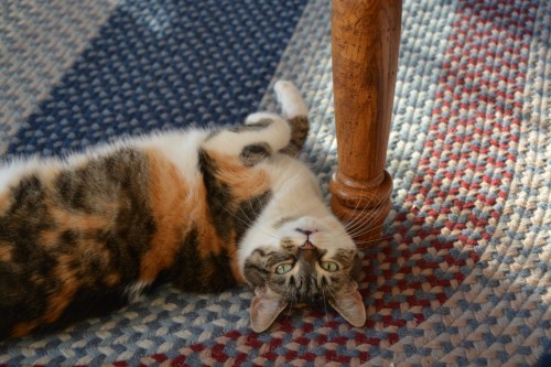 sundae and table leg 7-30-2015 7-47-30 AM