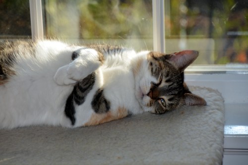 sundae2 8-16-2015 7-56-11 AM