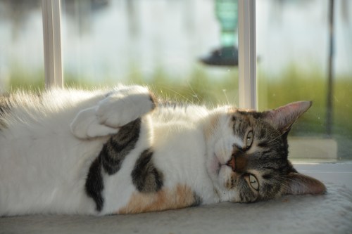 sundae3 8-16-2015 7-56-20 AM