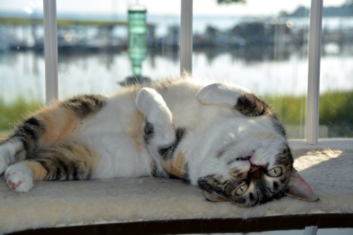 sundae4 8-16-2015 7-56-46 AM