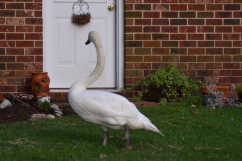 swan 7-21-2015 8-25-29 PM