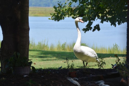 swan 8-17-2015 1-27-55 PM
