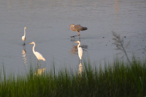 waterfowl 8-3-2015 7-13-29 PM