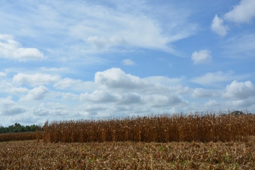 corn and clouds 9-7-2015 10-44-05 AM