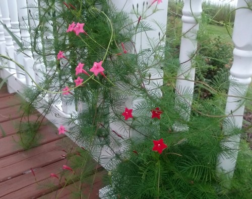 cypress vine 8-31-2015 8-14-09 AM
