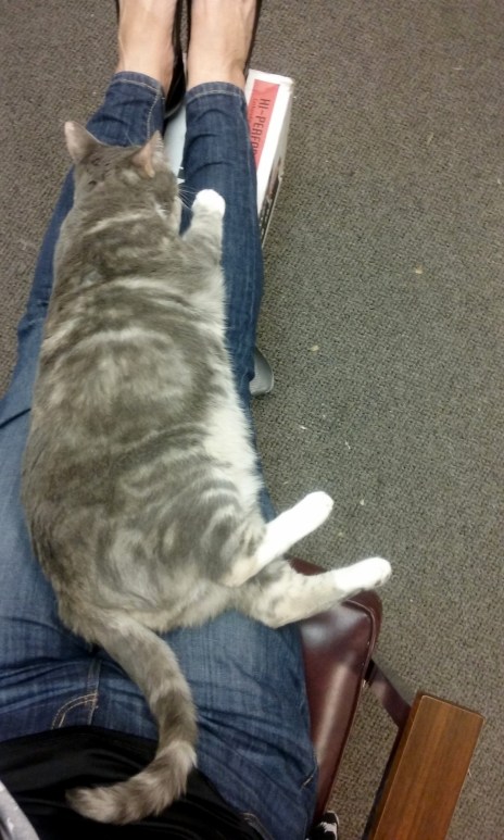 That is a lap full o' cat.