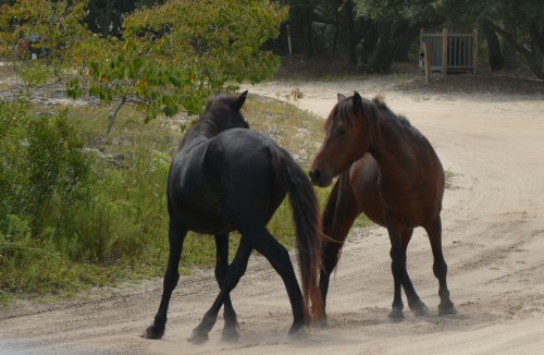 dust3 9-17-2015 11-59-09 AM