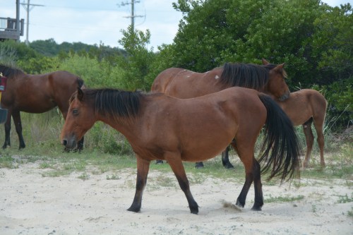 horses 2 9-10-2015 1-42-43 PM