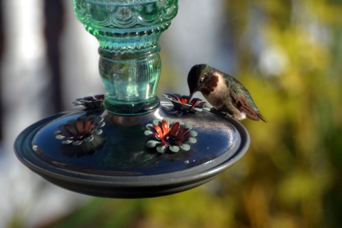 hummie2 9-14-2015 7-57-38 AM