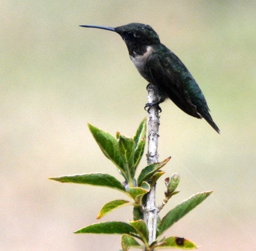 hummie4 9-2-2015 4-00-40 PM 9-2-2015 4-00-40 PM