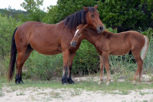 mombabe 9-10-2015 1-44-43 PM