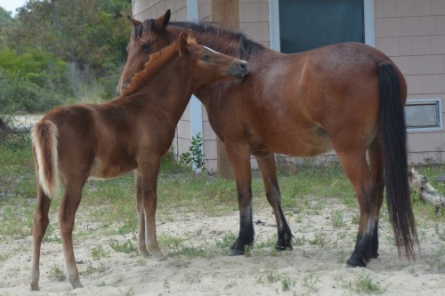 mombabe againa9-10-2015 1-45-26 PM 9-10-2015 1-45-26 PM 9-10-2015 1-45-26 PM