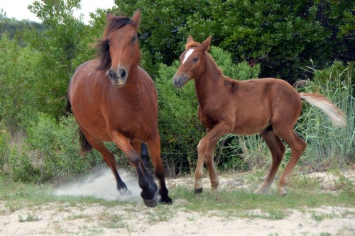 mombabe running 9-10-2015 1-44-52 PM