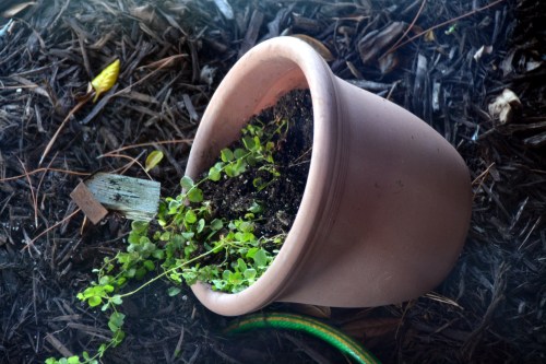 overturned flowerpot 9-15-2015 6-16-04 PM