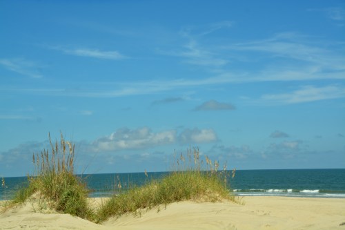 sea oats 9-1-2015 2-05-46 PM