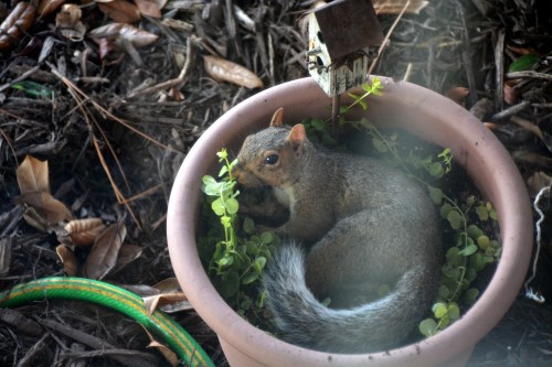 squirrel best 9-9-2015 3-43-03 PM