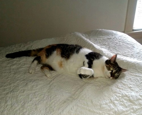 sundae 8-21-2015 1-21-59 PM