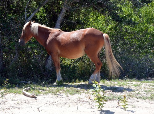 surfer boy 9-1-2015 2-27-20 PM