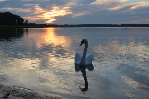 swan reflected 9-16-2015 7-03-15 PM