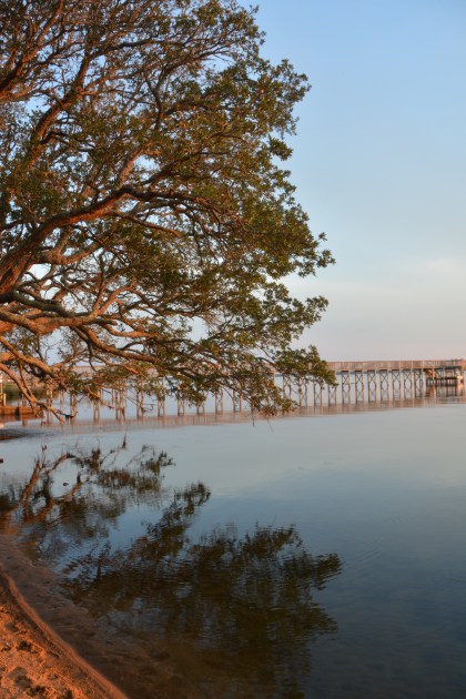 tree at sunset tateway 9-17-2015 6-58-59 PM