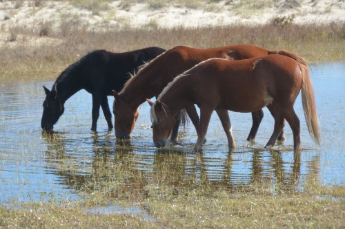 3 horses drinking water 10-24-2015 11-55-06 AM