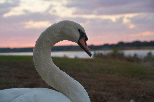 antoine sunset 10-17-2015 6-25-35 PM