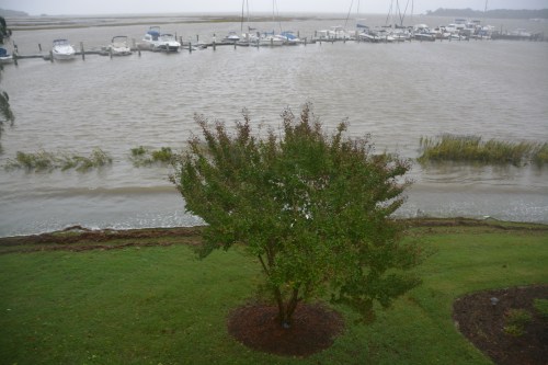 crape myrtle highest tide 10-4-2015 1-26-56 PM