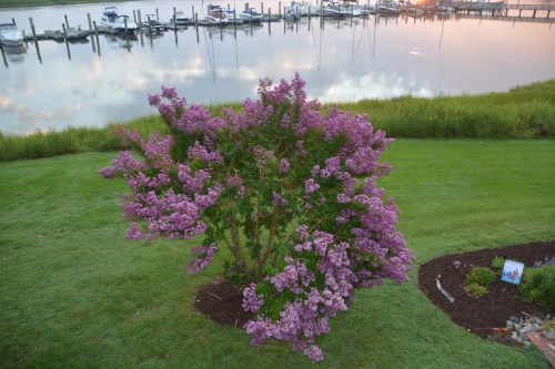 crape myrtle no tide 7-13-2015 6-07-13 AM