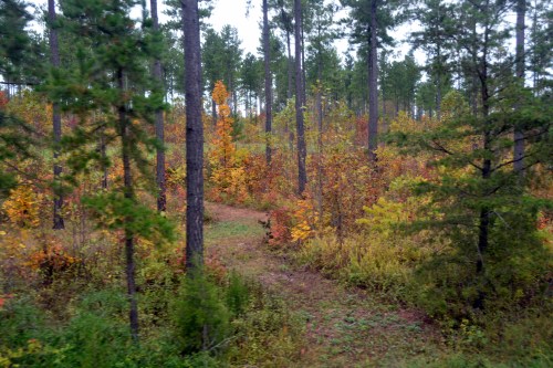 foliage 10-10-2015 11-31-10 AM