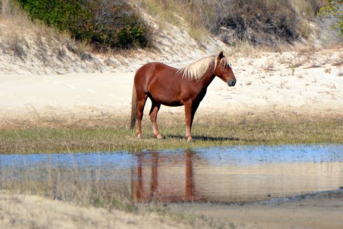 horse by water 10-24-2015 11-53-22 AM