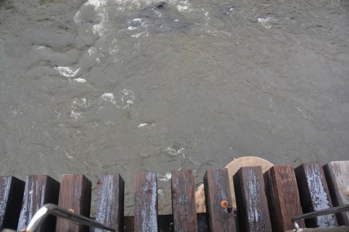 looking down at tracks 10-10-2015 10-59-23 AM