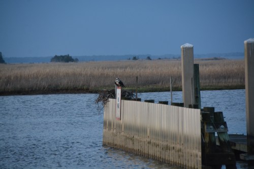 osprey nest no tide 4-10-2015 7-24-12 PM