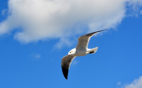 seagull best 10-18-2015 1-33-16 PM 10-18-2015 1-33-16 PM