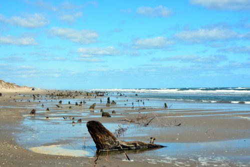tree stumps 10-24-2015 11-45-20 AM