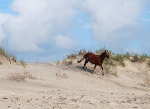 amadeo in the wild-001