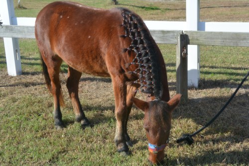 noels mane 10-31-2015 10-19-36 AM