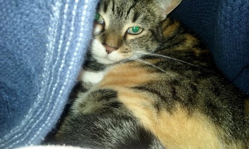 sundae 11-3-2015 9-08-25 PM