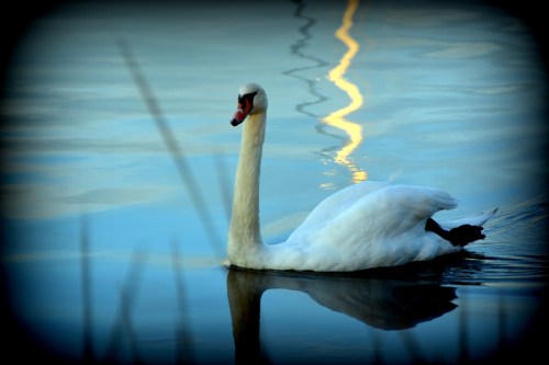 swan vignette 10-20-2015 6-00-35 PM