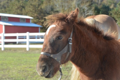 william closeup 10-31-2015 9-54-29 AM