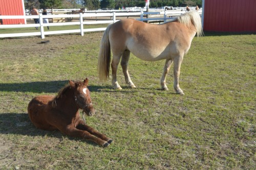 william stretched out 10-31-2015 9-34-36 AM