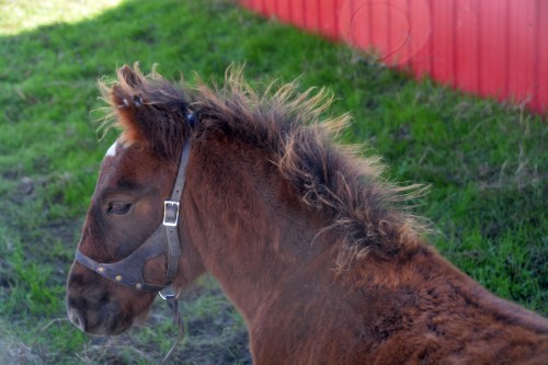 williams mane 10-31-2015 10-06-26 AM