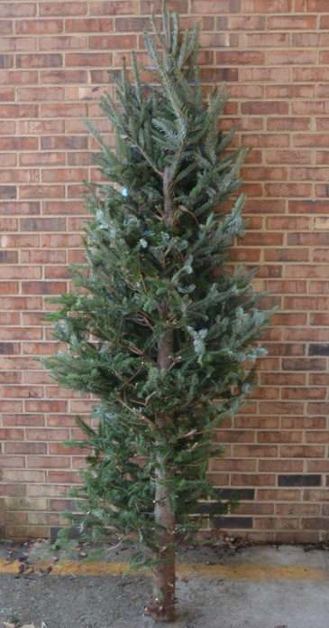 bare tree 12-13-2015 9-09-46 AM